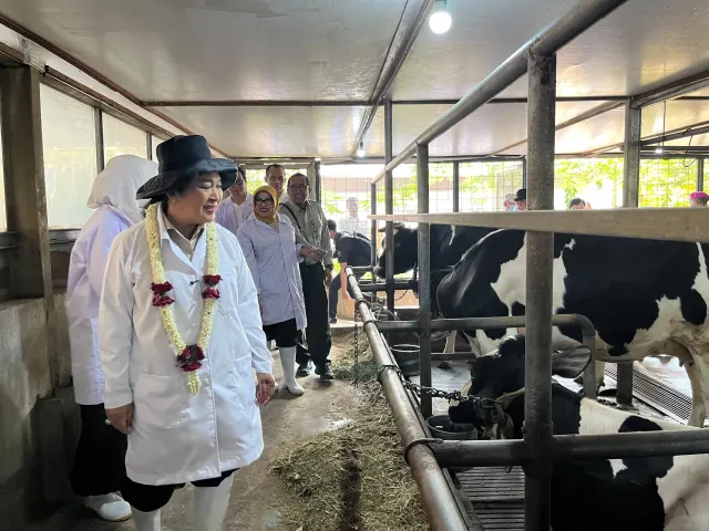 Potensi Peternakan Sapi Bogor Disorot dalam Kontes Nasional Piala Presiden 2026